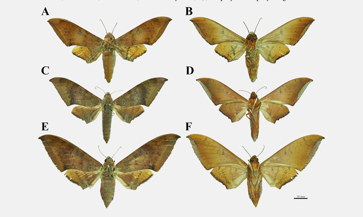 <p>На фото:&nbsp;A-B &ndash; Ambulyx moorei; C-D &ndash; самец Ambulyx labuanensis; E-F &ndash; самка Ambulyx labuanensis.</p>