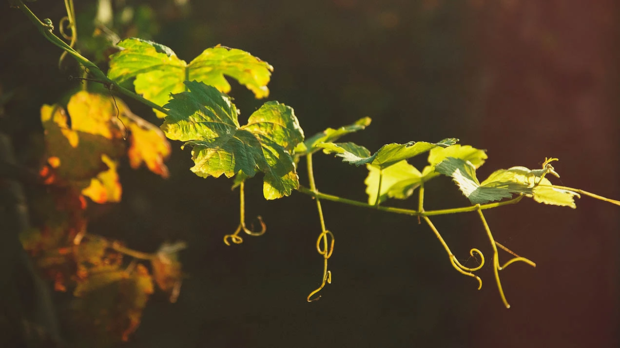 Самое интересное из телеграм-канала «РБК Вино» за неделю
