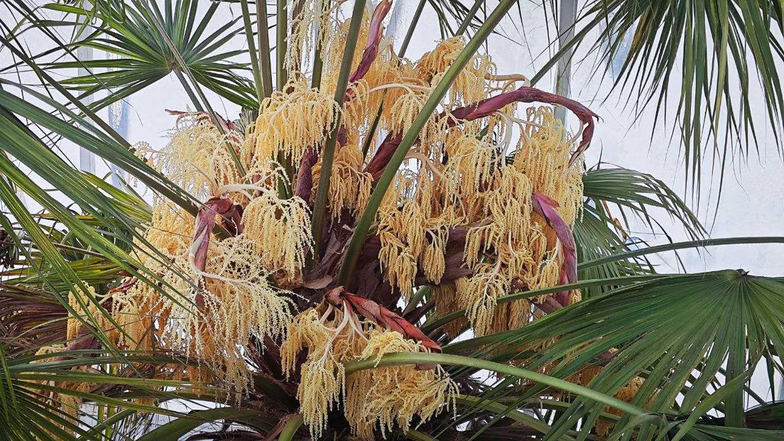 Самая высокая в России пальма зацвела в Сибири в разгар морозов. Фото