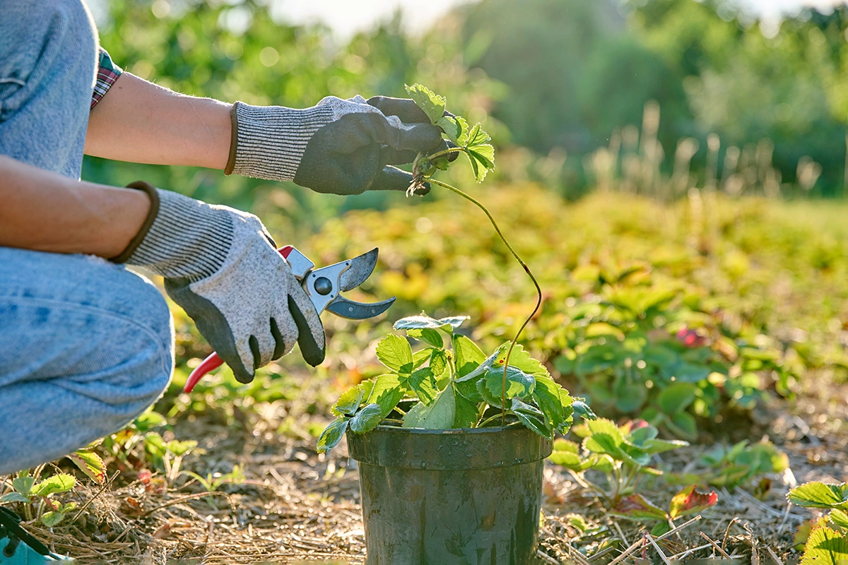Выбор культуры для посадки осенью зависит от климата в регионе