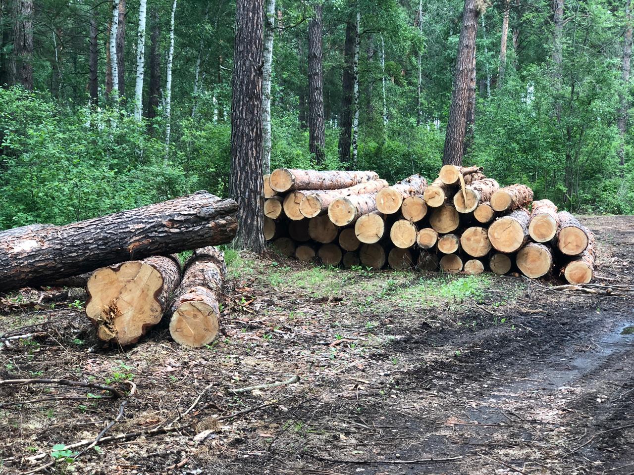 Вырубка леса в Искитимском районе, зафиксированная общественниками