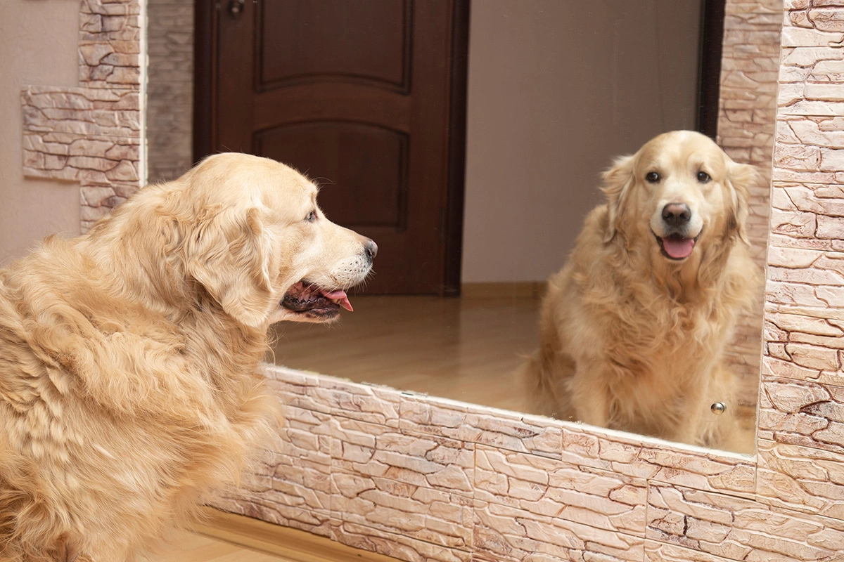 Хотя кошка или собака могут не узнавать себя в зеркале, питомцы обладают другими способностями, идеально подходящими для их нужд