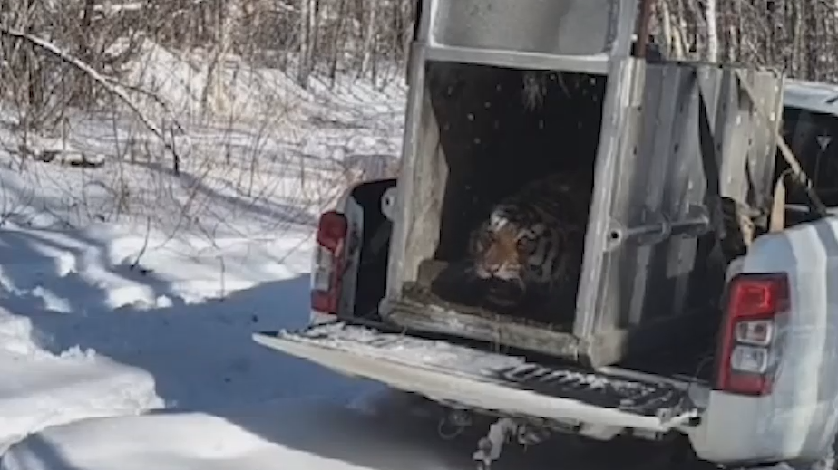 Амурского тигра выпустили на волю в Приморье. Видео