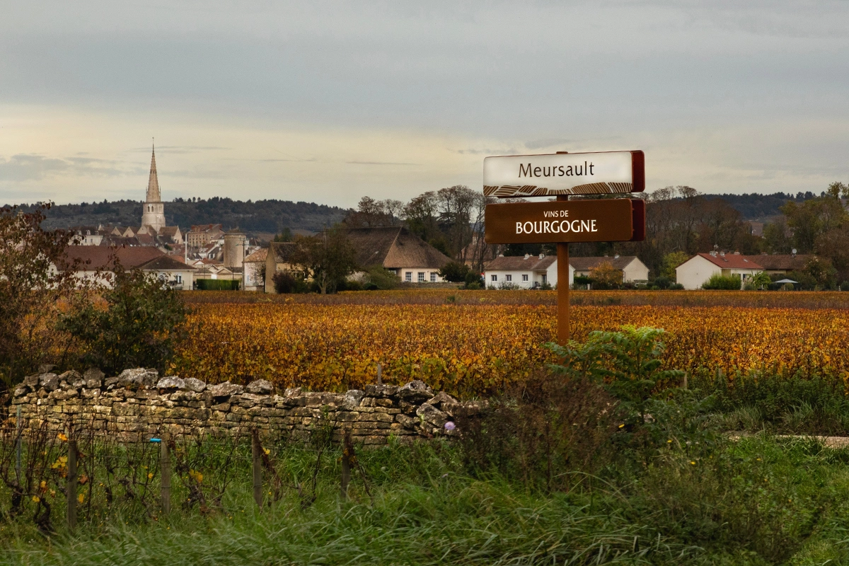 Инцидент произошел на одном из молодых виноградников Юбера в Мерсо