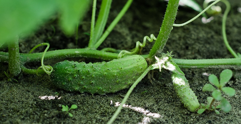 Фото: Shutterstock