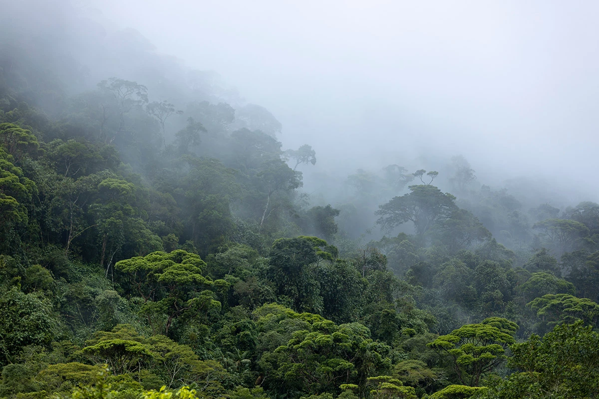 <p>Археологи нашли долину древних затерянных поселений в тропических лесах Амазонки, где около 2 тыс. лет назад могли проживать по меньшей мере 10 тыс. человек</p>
