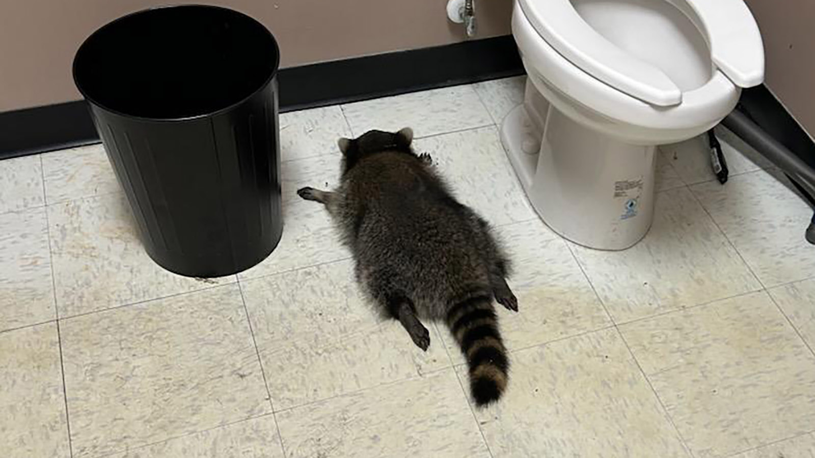 В США енот проник в алкомаркет, напился и уснул в туалете