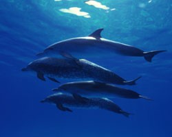 Дельфины в Азовском море выбрались изо льдов без помощи людей