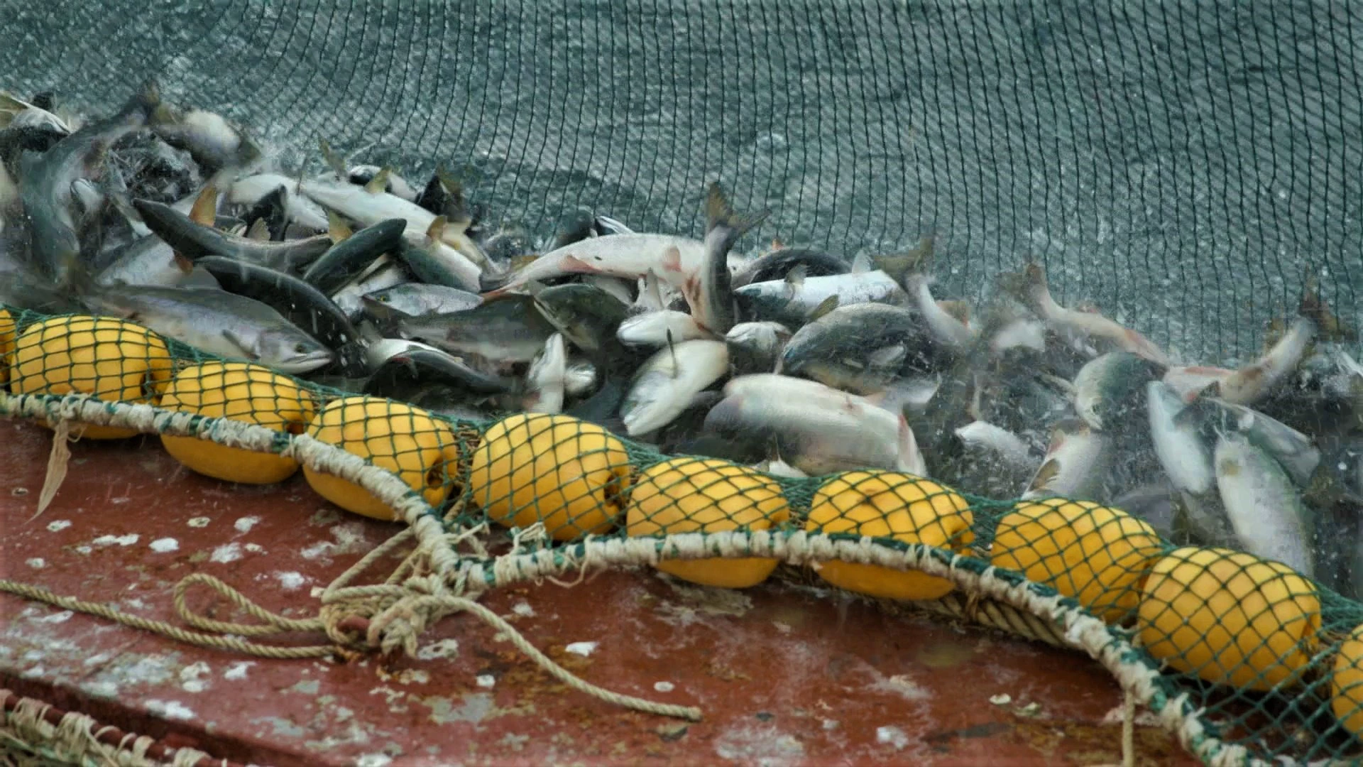 Правительство Камчатского края