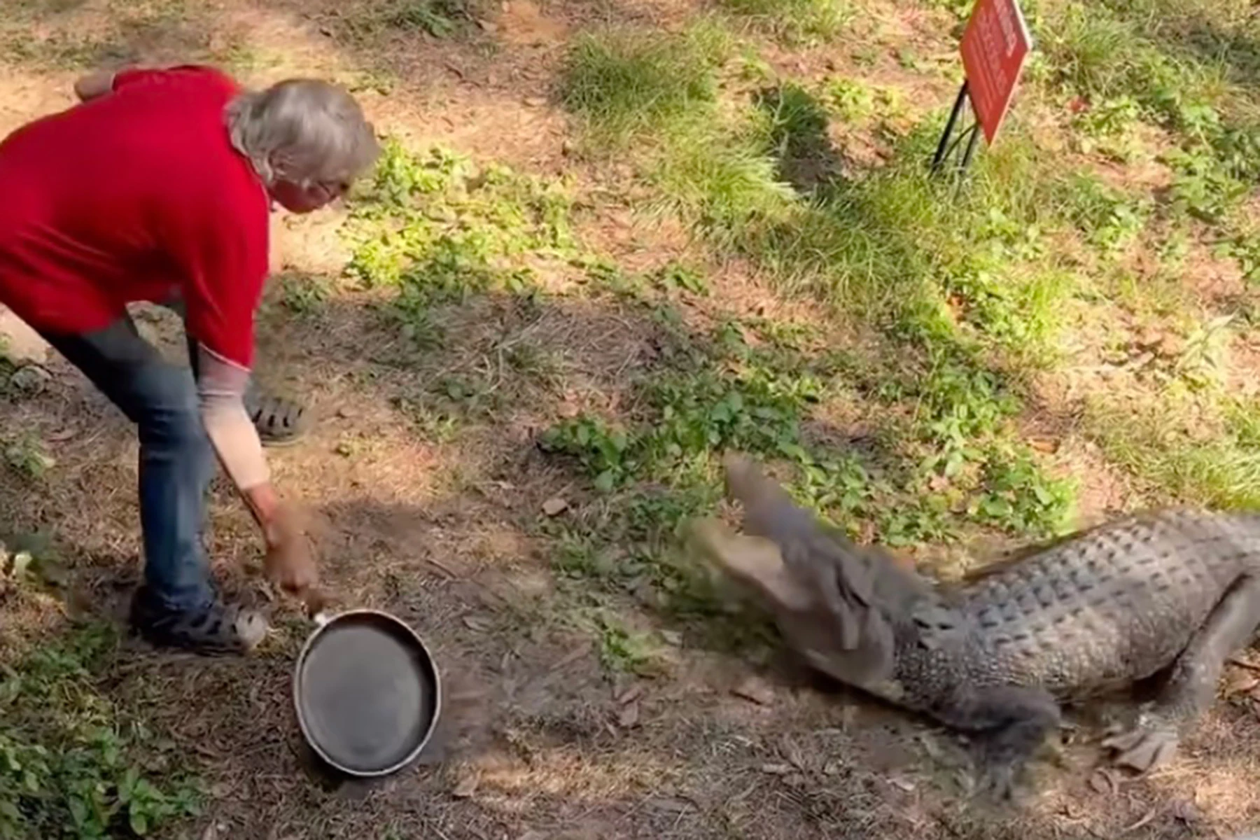 <p>Пожилой мужчина отражает при помощи сковороды атаку крокодила</p>