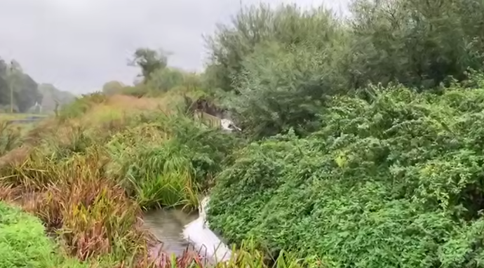 скриншот видео из телеграм-канала Светланы Радионовой