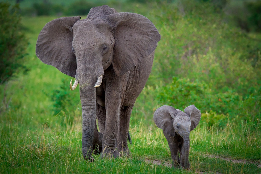 У слонов самых долгий период внутриутробного развития — до 22 месяцев