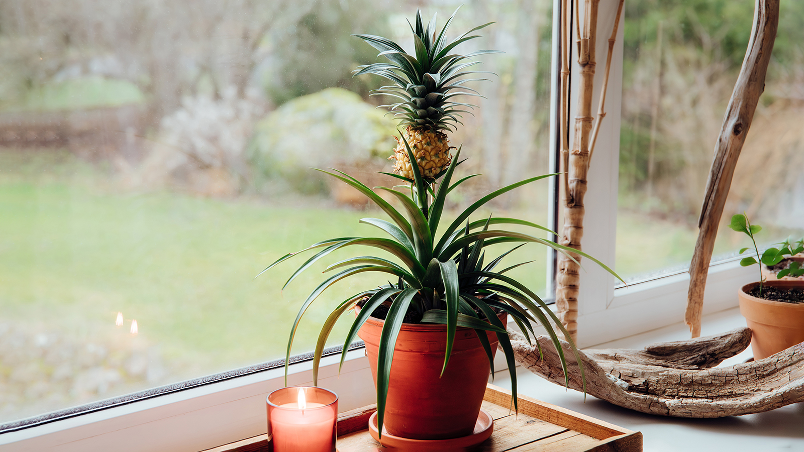 Ананас можно вырастить в домашних условиях даже в северных широтах России