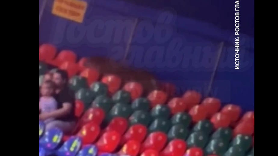 Ростовский СК возбудил дело после прыжка тигра к зрителям в цирке