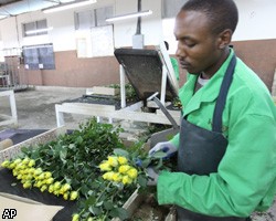 В Кении из-за вулкана на помойку выбрасывают миллионы алых роз 