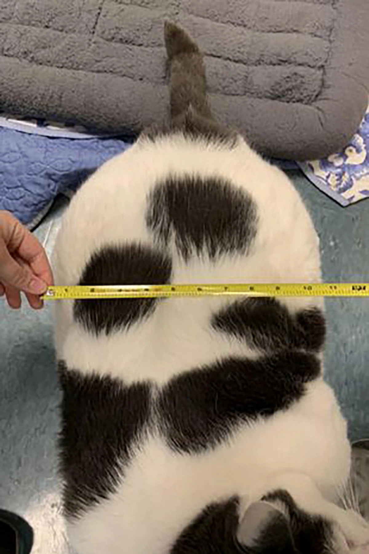 В США спасли одного из самых толстых котов в мире. Его вес более 18 кг |  РБК Life