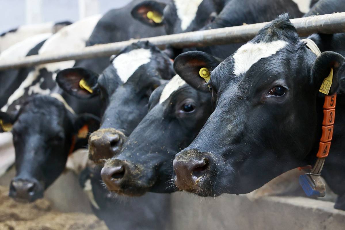 Вологодские коровы в 2023 году дали почти 468,8 тыс. тонн молока