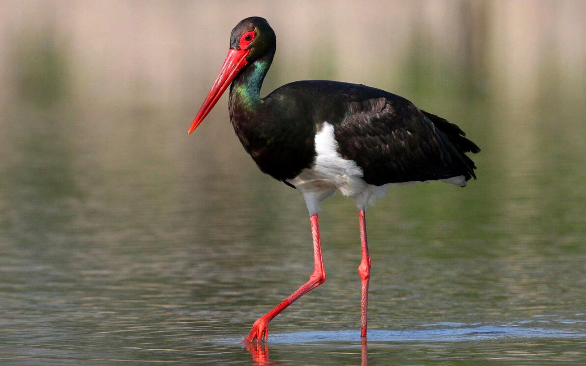 Фото: Animal park