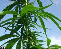 В Курганской обл. пресечена контрабанда почти тонны марихуаны