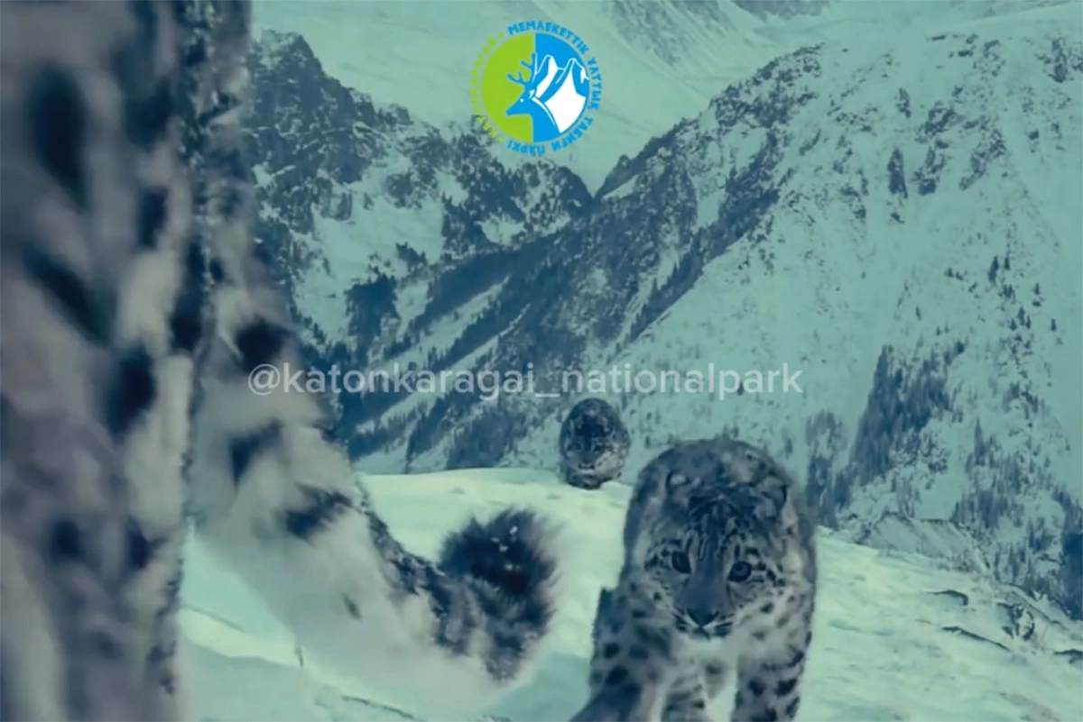 Семейство снежного барса