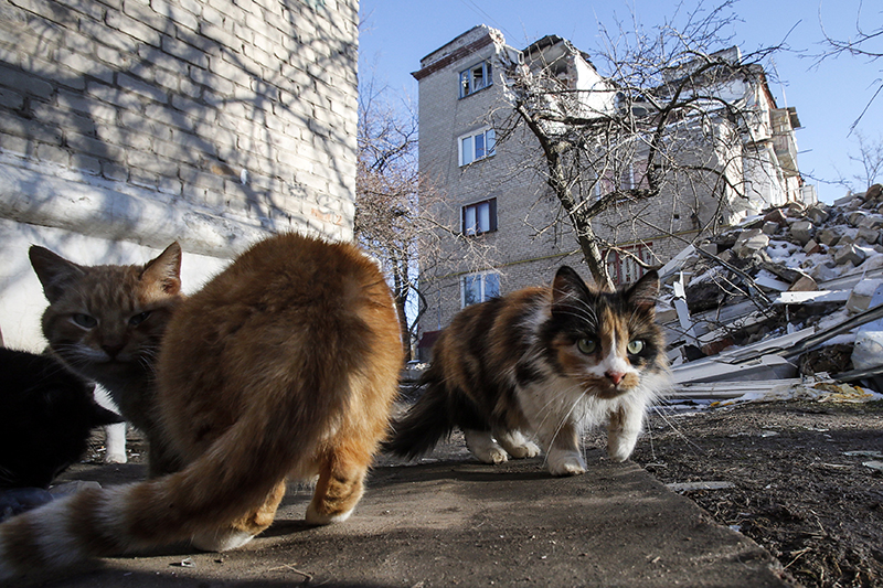 Коты у разрушенного здания в Докучаевске.