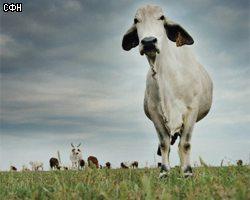 В России коровы спокойны