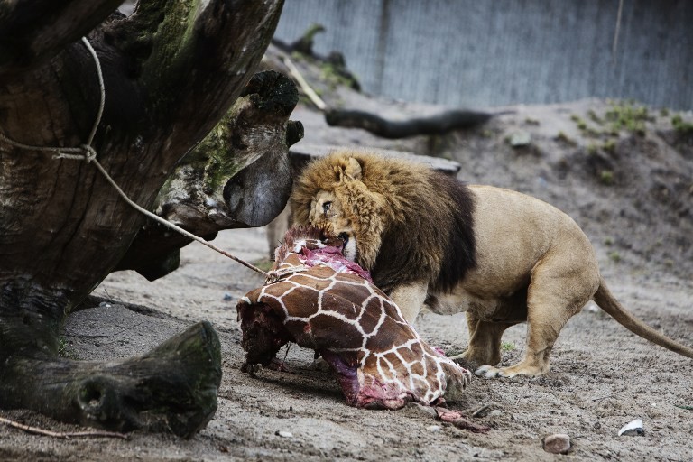 В датском зоопарке умертвят еще одного жирафа Мариуса