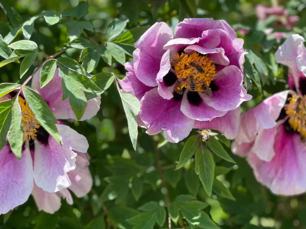 РБК Приморье