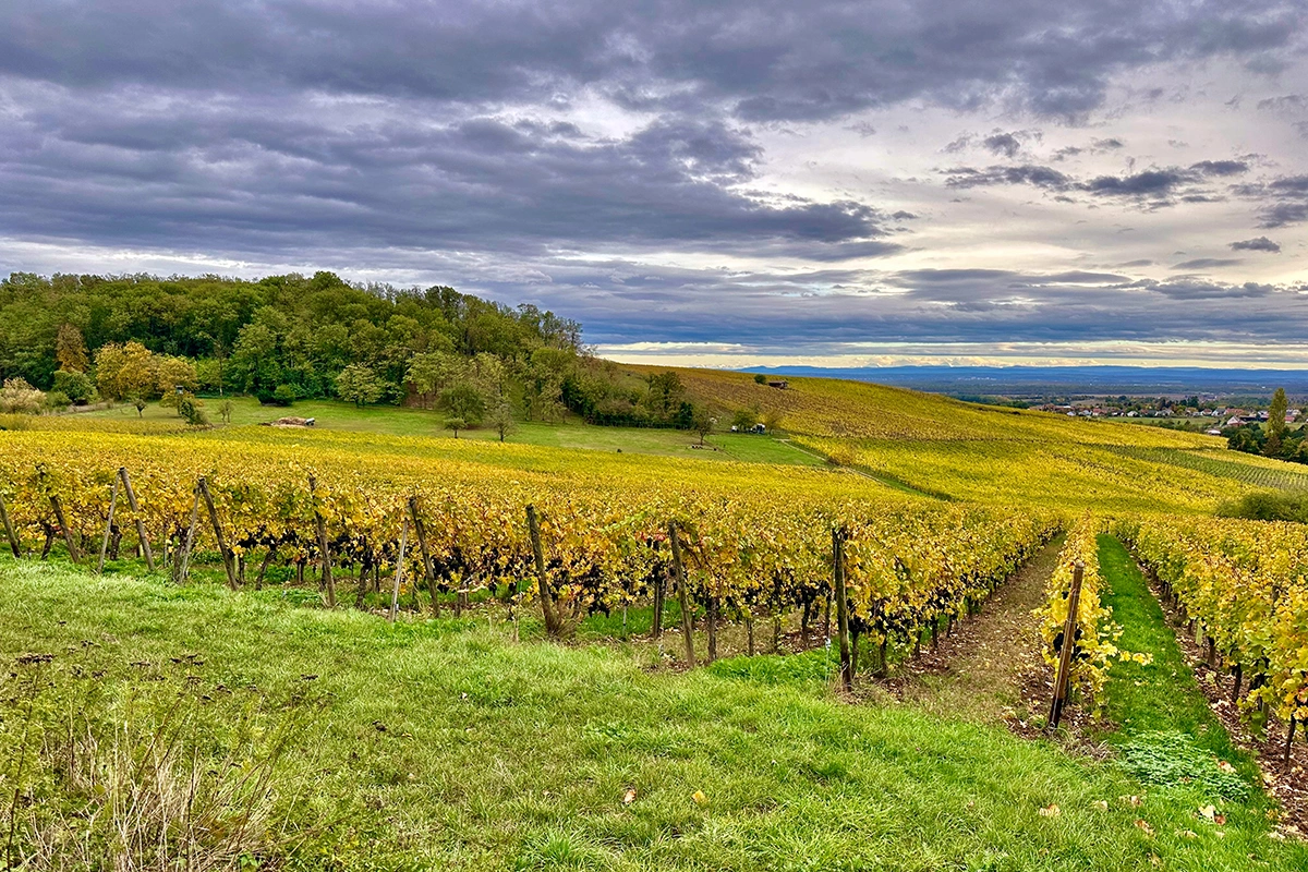 Аппелласьон Alsace AOC