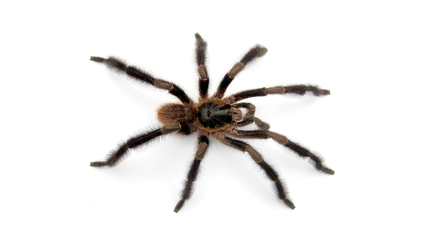 <p>Новый вид тарантула Trichopelma grande</p>