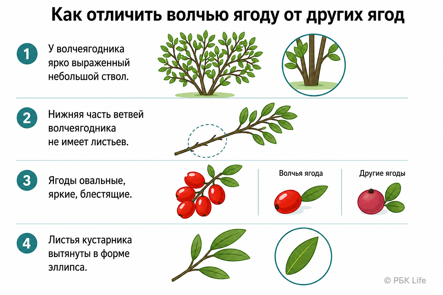 Памятка, как определить волчью ягоду