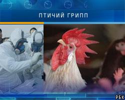 В столице Румынии введен карантин из-за птичьего гриппа
