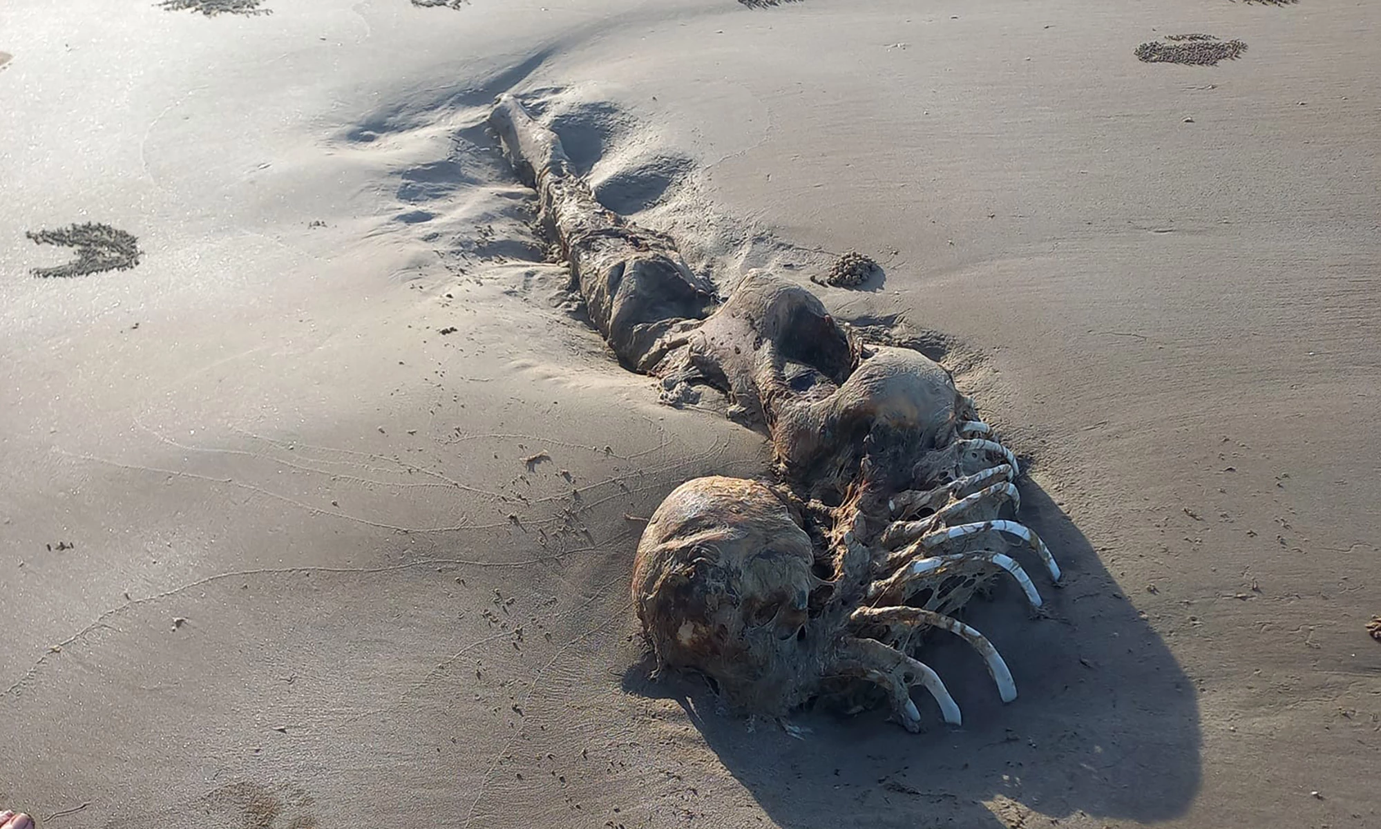 <p>Скелет, найденный на австралийском пляже&nbsp;</p>