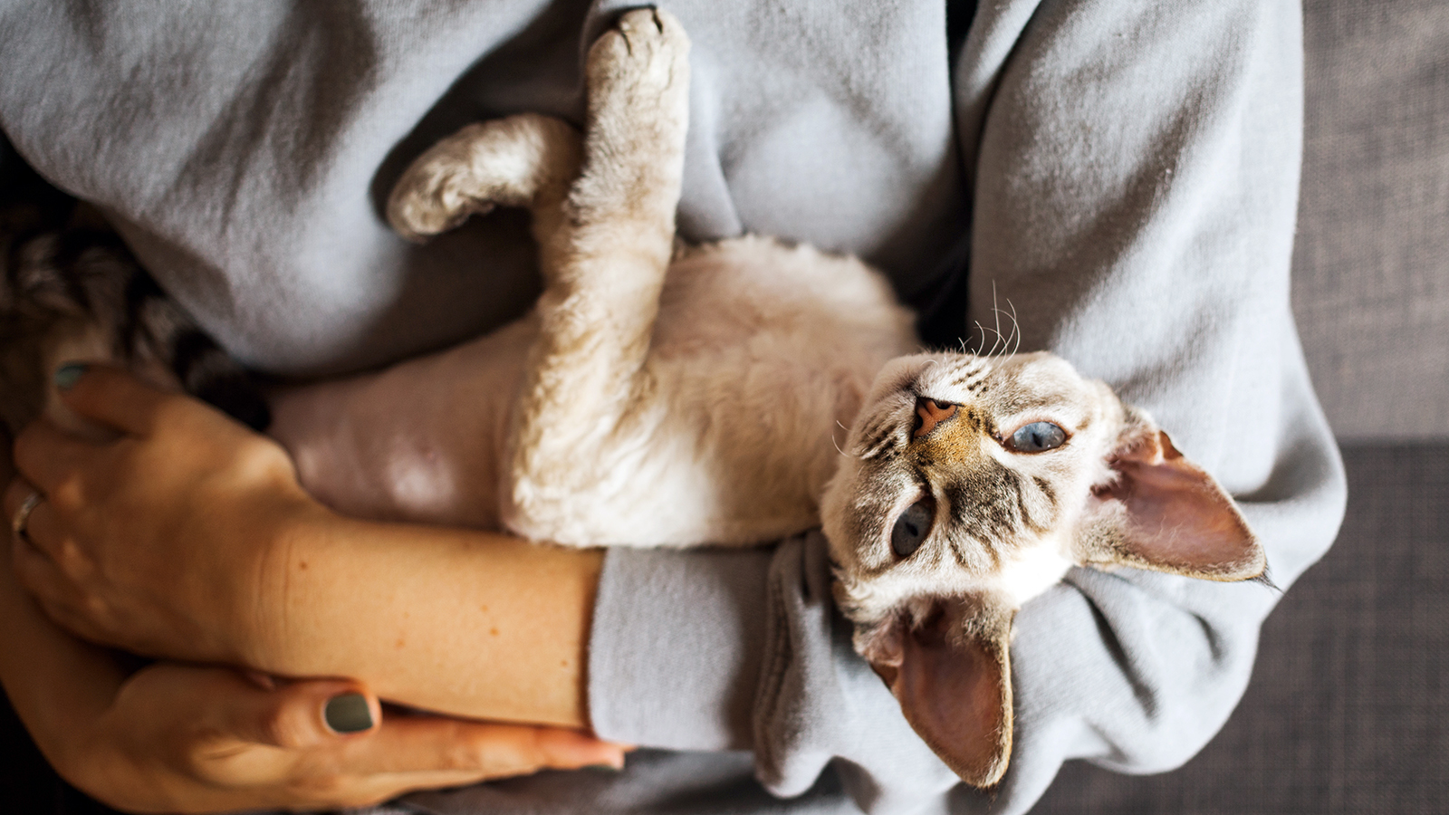 5 пород кошек, которые почти не линяют и не пахнут | РБК Life