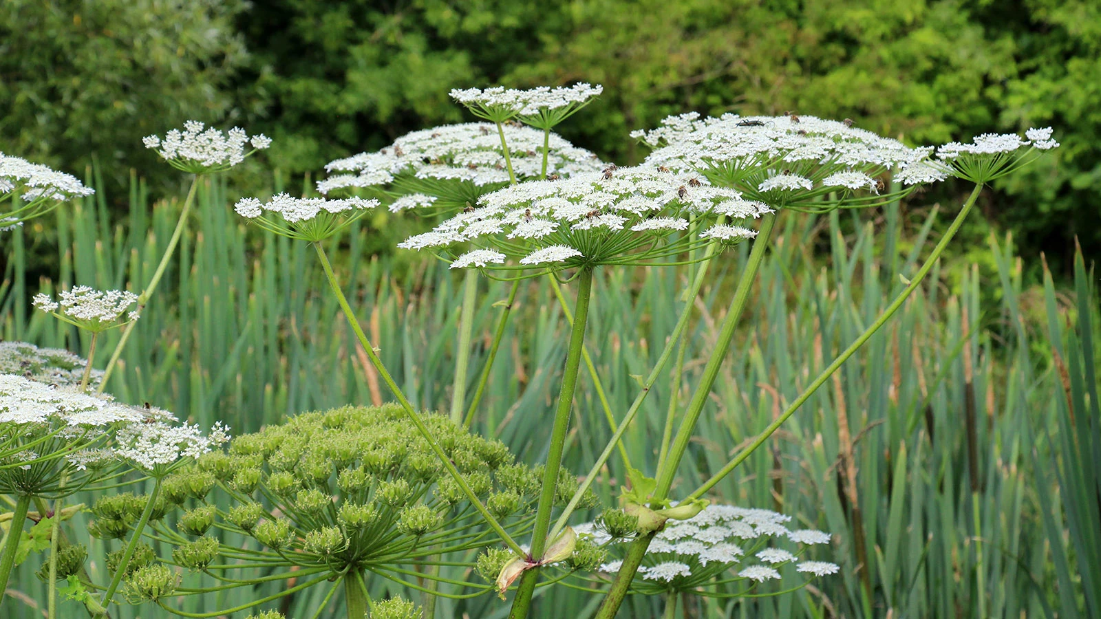 Борщевик Сосновского