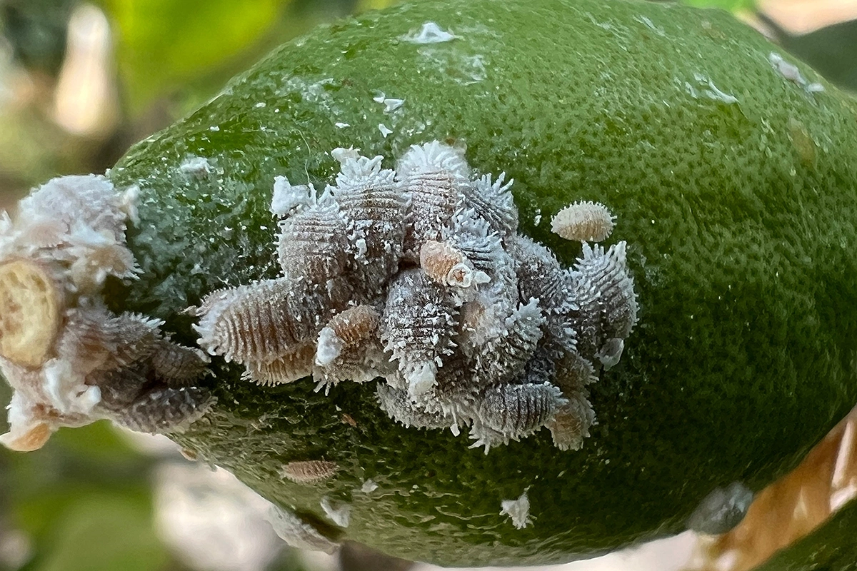 Характерная внешняя черта мучнистого червеца — белый, окутывающий все тело восковой налет, похожий на пух или вату