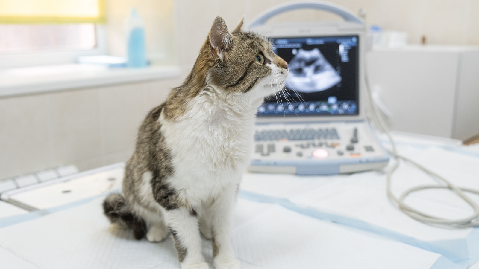 Зачем кошкам делают УЗИ сердца перед операцией