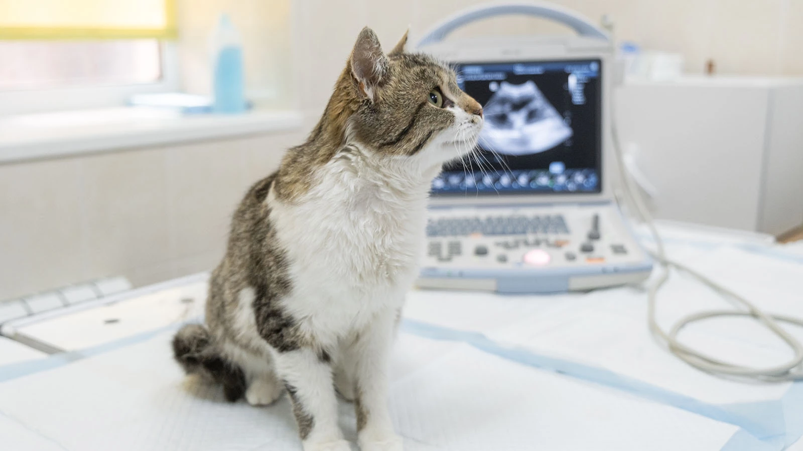 Зачем кошкам делают УЗИ сердца перед операцией