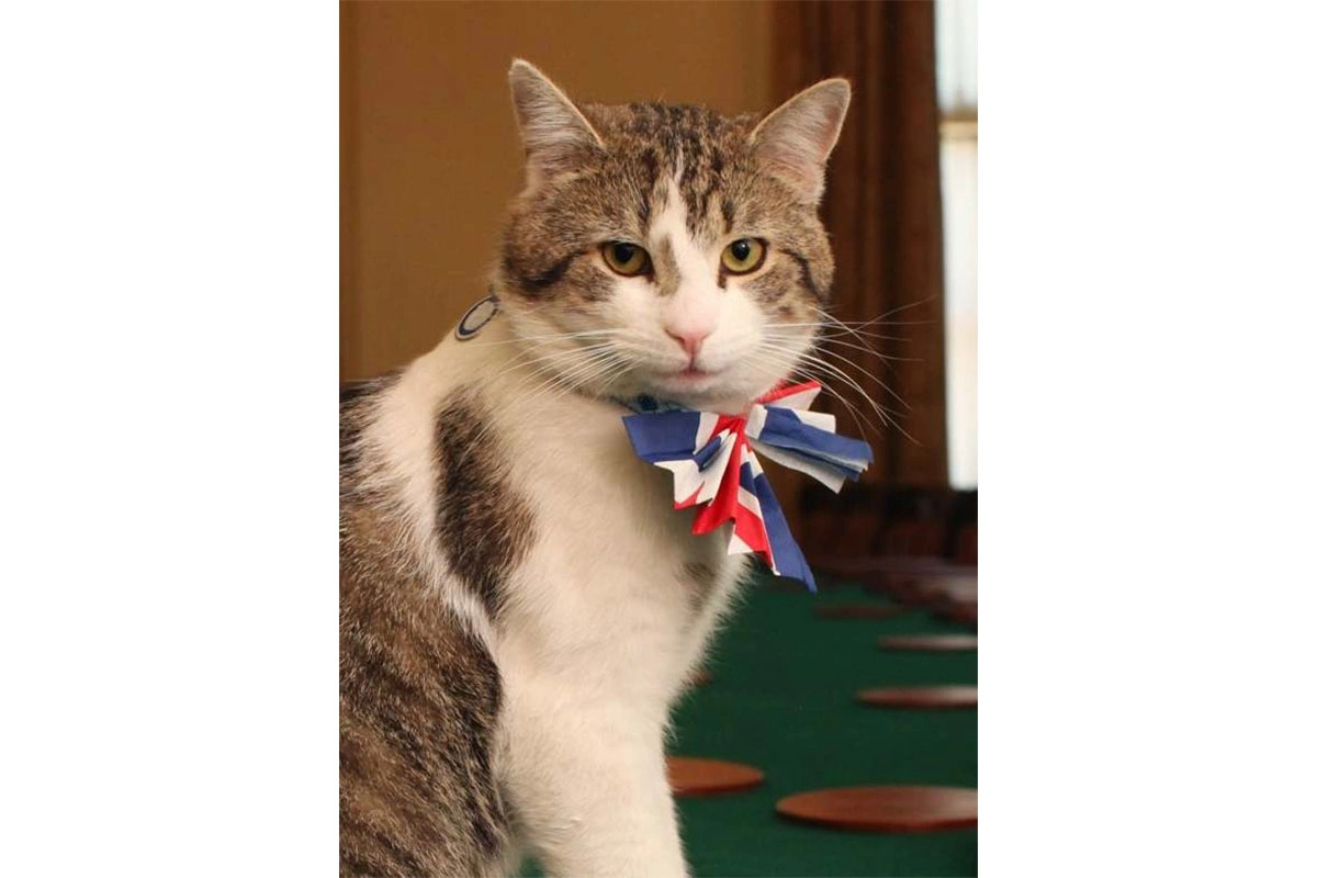 Кот Ларри