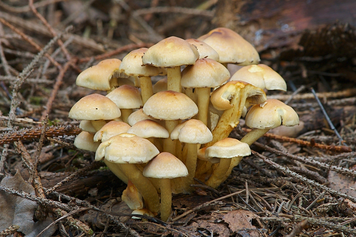 Прежде всего опенок серно-желтый, Hypholoma fasciculare