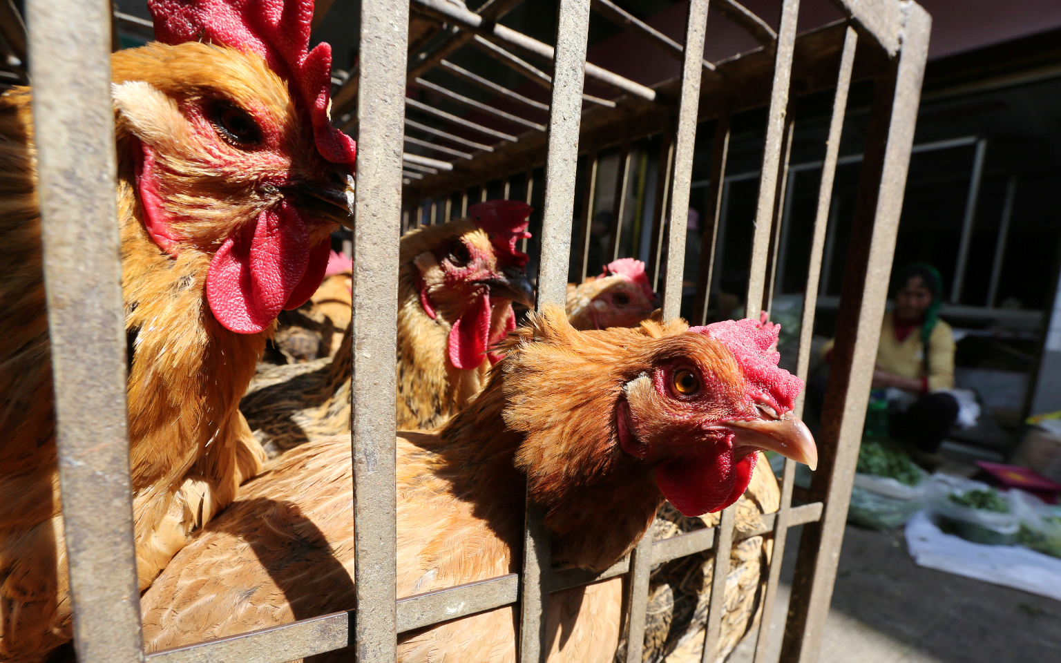 В Китае рядом с эпицентром коронавируса произошла вспышка птичьего гриппа