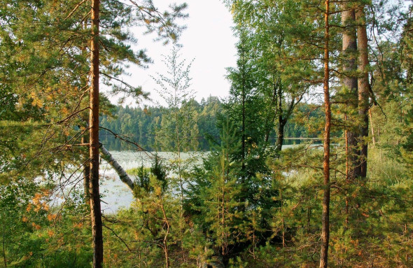 Нижегородцам законодательно разрешат заготавливать хворост