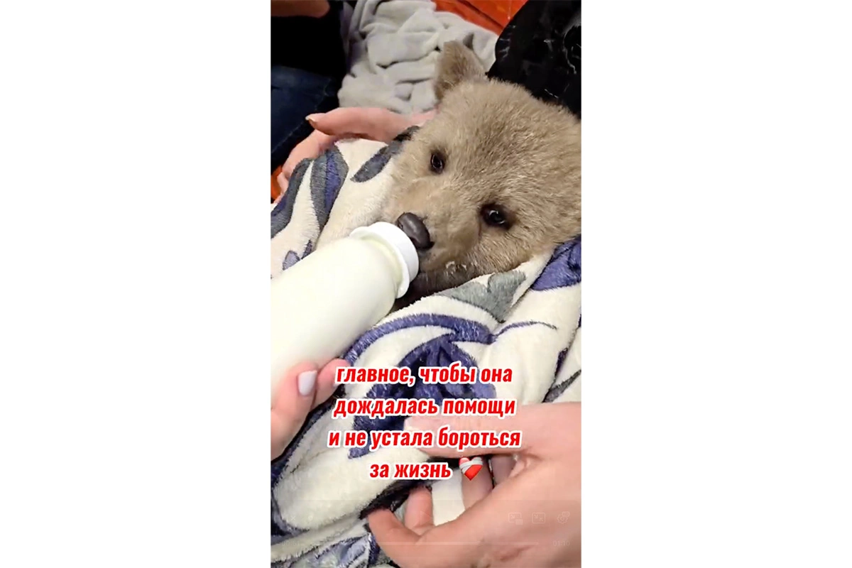 Медвежонок-сирота Дынька