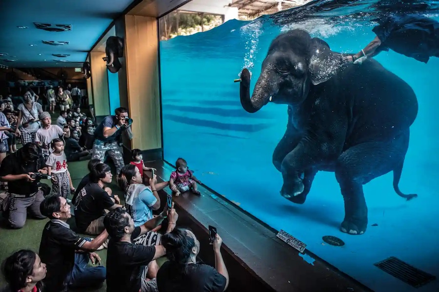 Победитель в номинации &laquo;Фотожурналистика&raquo;: &laquo;Слон в комнате&raquo;. Посетители зоопарка наблюдают за выступлением молодого слона под водой в Таиланде. В настоящее время в стране в неволе больше слонов, чем в дикой природе. Из-за пандемии коронавируса, которая привела к краху туризма, слоновьи заповедники переполняются животными, за которыми больше не могут ухаживать их владельцы