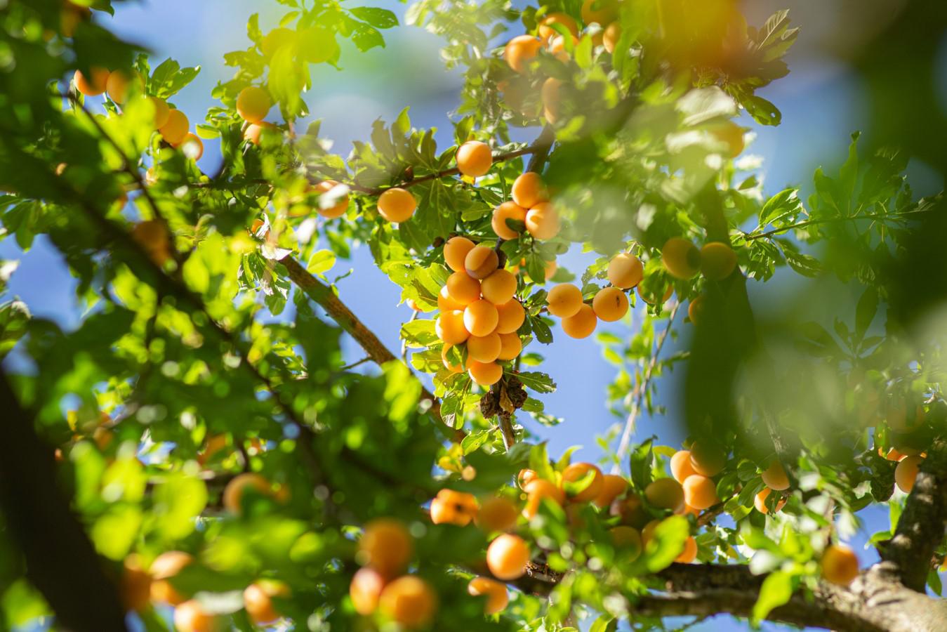 Некоторые абрикосовые деревья живут до 100 лет и больше