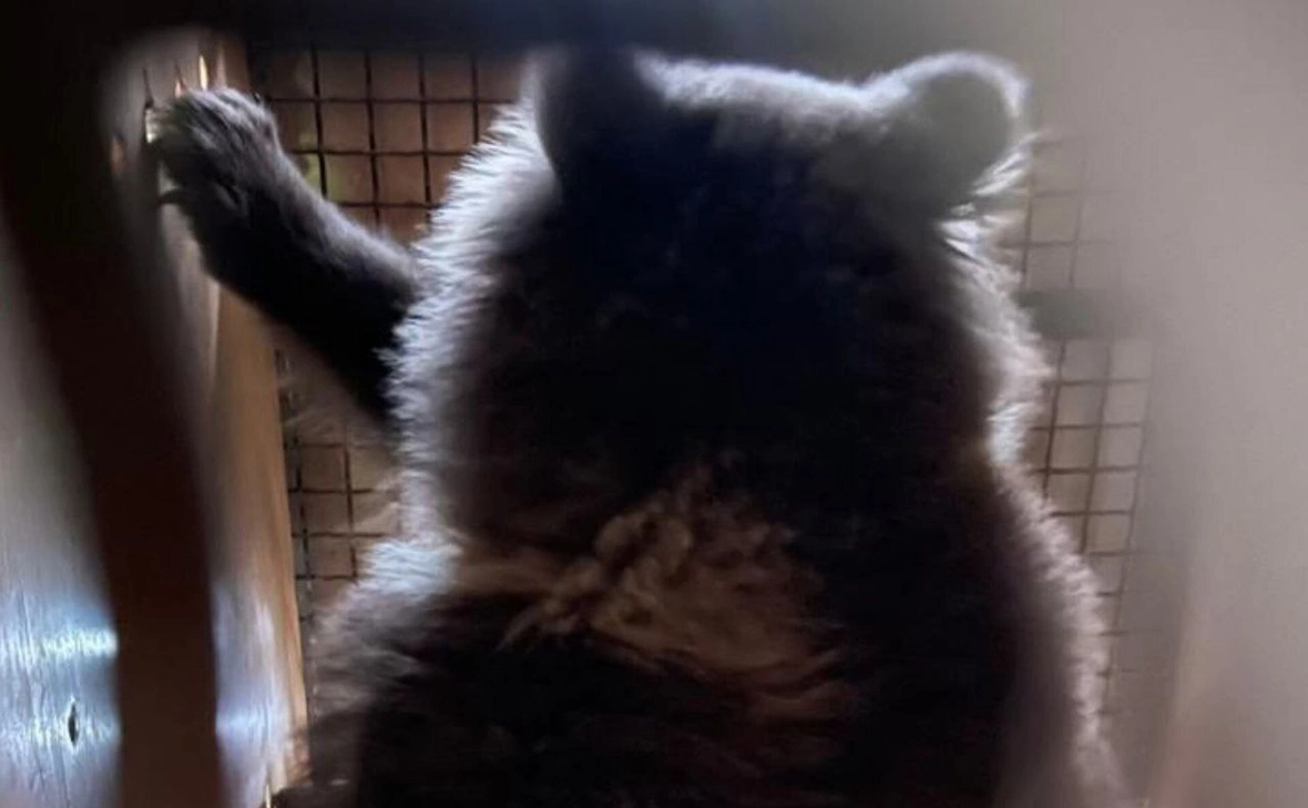 aeroflot_pr / Telegram