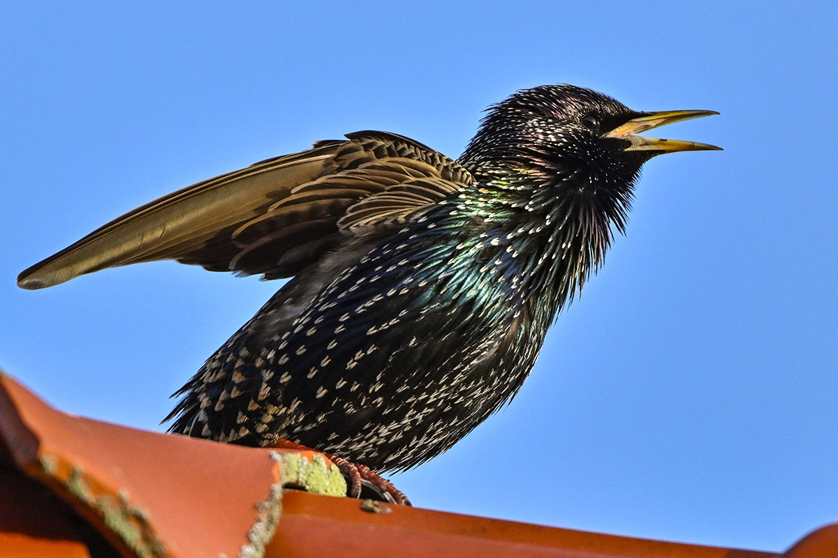 Обыкновенный скворец может подражать пению других птиц