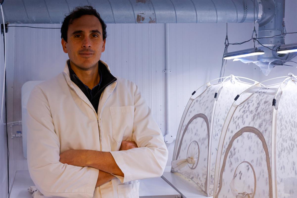 Кейран Уитакер, основатель Entocycle, в своей лаборатории по разведению насекомых.&nbsp;Лондон,&nbsp;2022