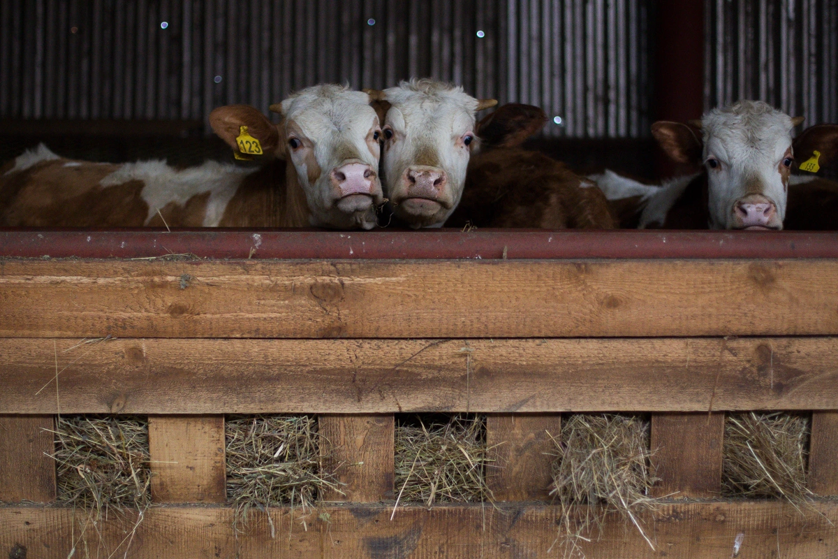 Александр Подгорчук