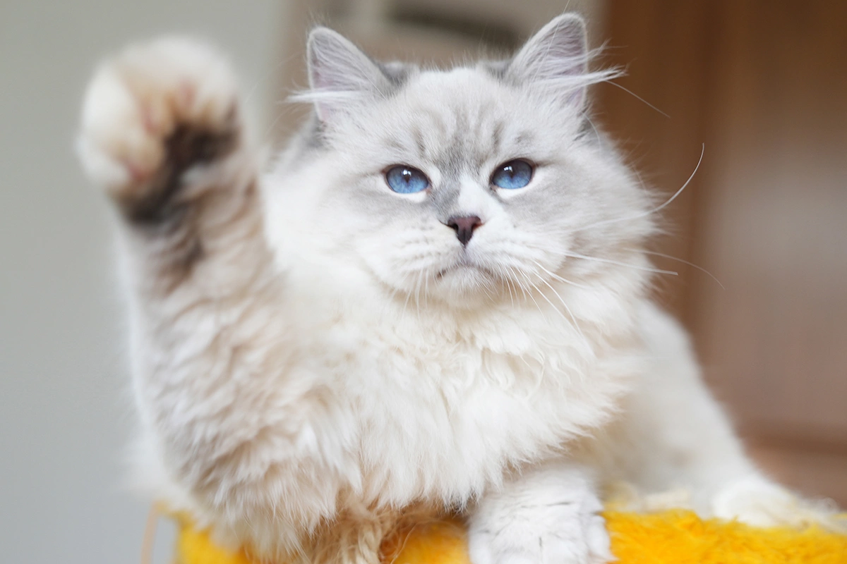 Сибирская кошка